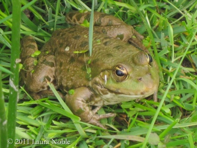 marsh frog (Rana ridibunda) Laura Noble
